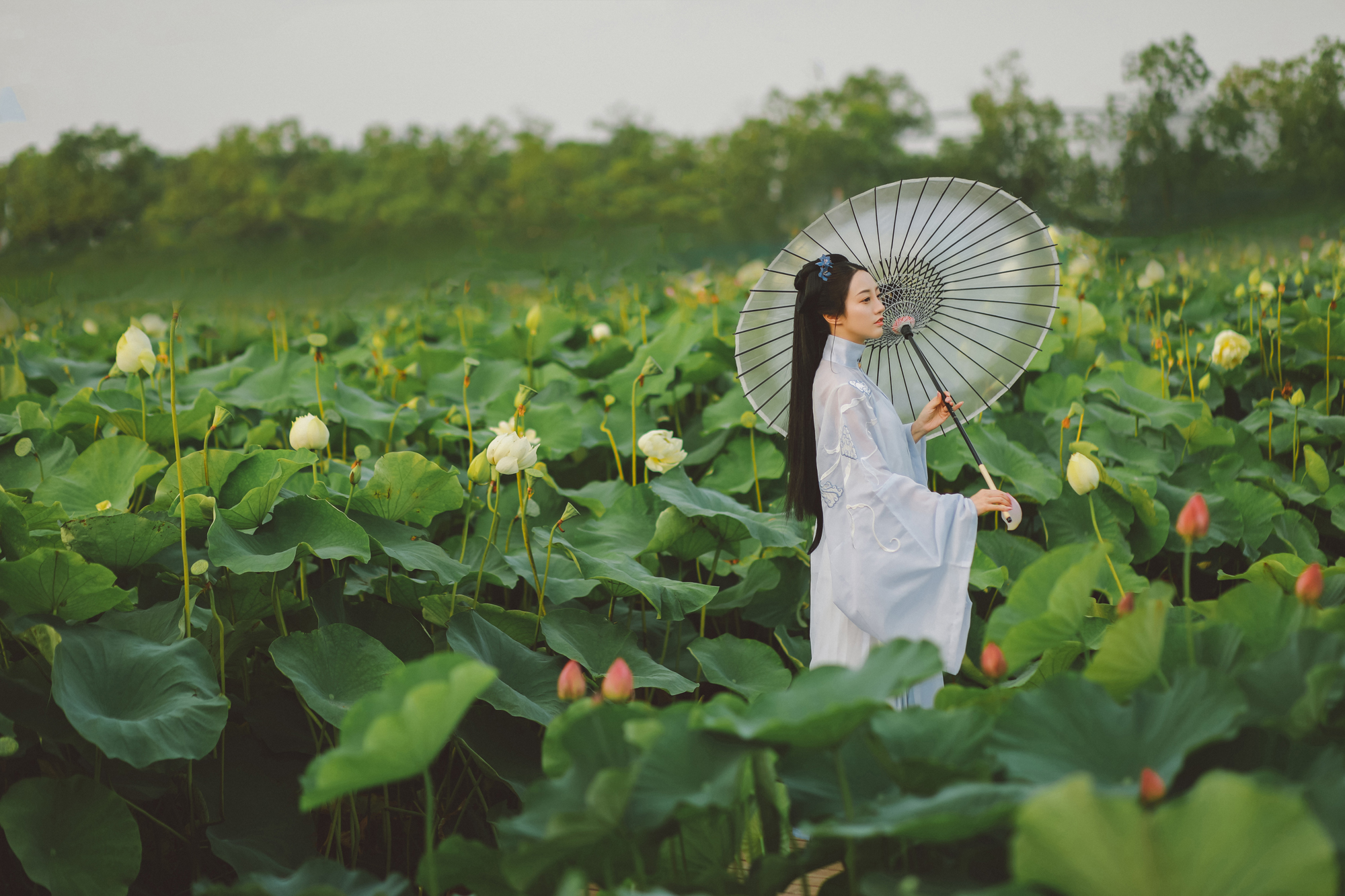 夏日荷塘美女淡色古装摄影图